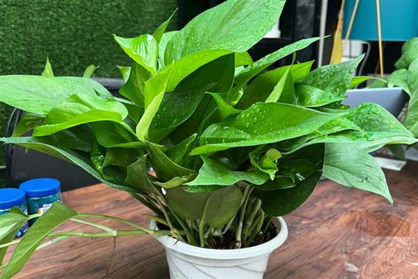 绿萝双层盆如何浇水,向下层的储蓄盆中注入清水