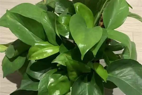 绿萝双层盆如何浇水,向下层的储蓄盆中注入清水