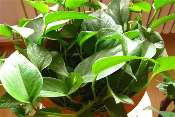 绿萝双层盆如何浇水,向下层的储蓄盆中注入清水