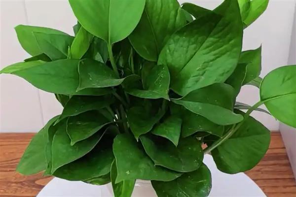 绿萝双层盆如何浇水,向下层的储蓄盆中注入清水