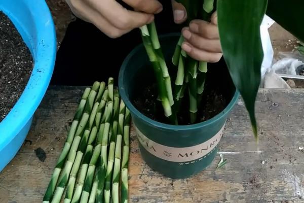 土培富贵竹叶子发黄怎么处理，可减少浇水