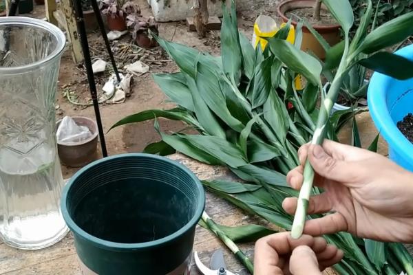 土培富贵竹叶子发黄怎么处理，可减少浇水