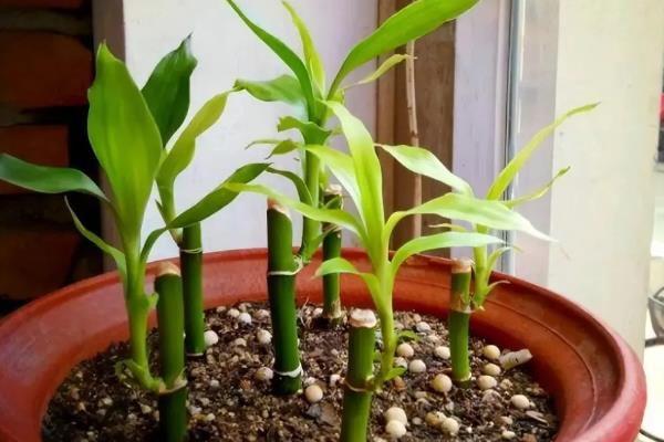 土培富贵竹叶子发黄怎么处理，可减少浇水