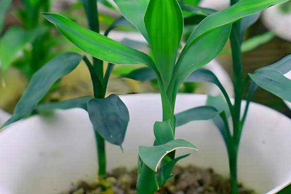 土培富贵竹叶子发黄怎么处理，可减少浇水