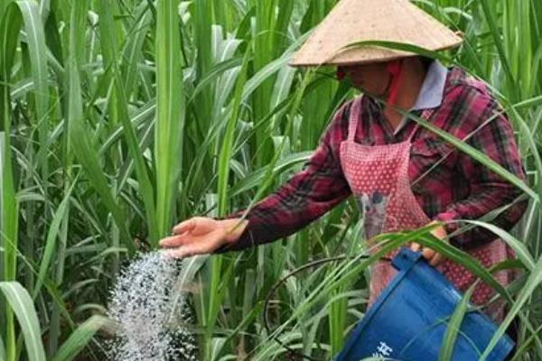 北方可以种甘蔗吗,北方能种甘蔗