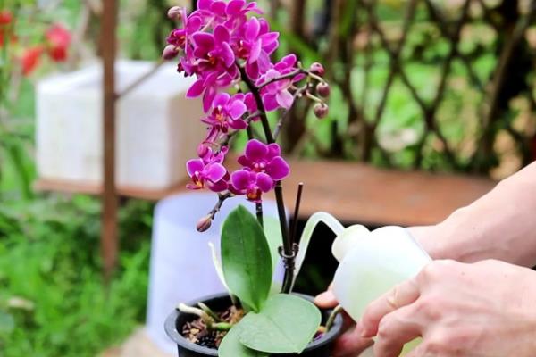 蝴蝶兰用哪种肥,可以用氮肥、磷钾肥等