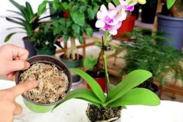 蝴蝶兰用哪种肥,可以用氮肥、磷钾肥等