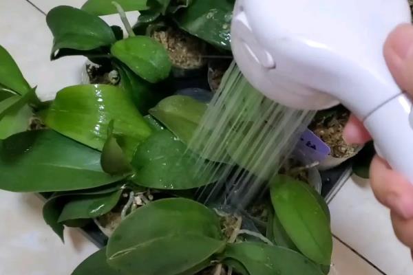 蝴蝶兰用哪种肥,可以用氮肥、磷钾肥等