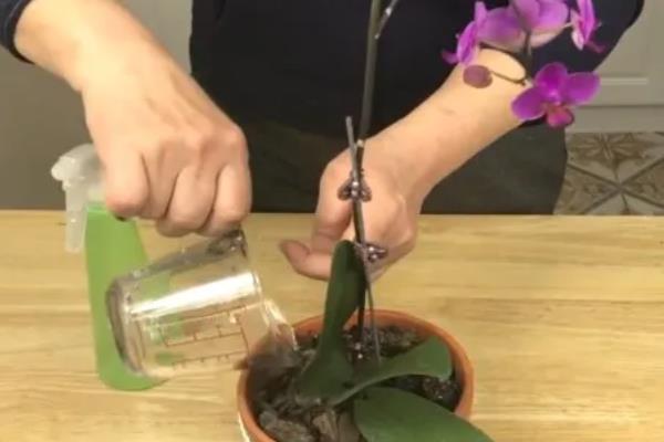 蝴蝶兰用哪种肥,可以用氮肥、磷钾肥等