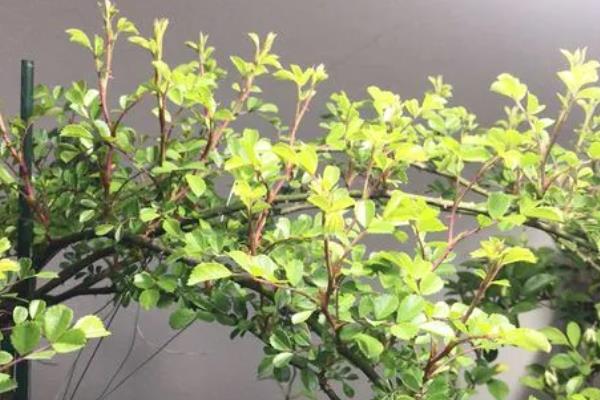 金樱子适不适合做成盆景，金樱子适合做盆景