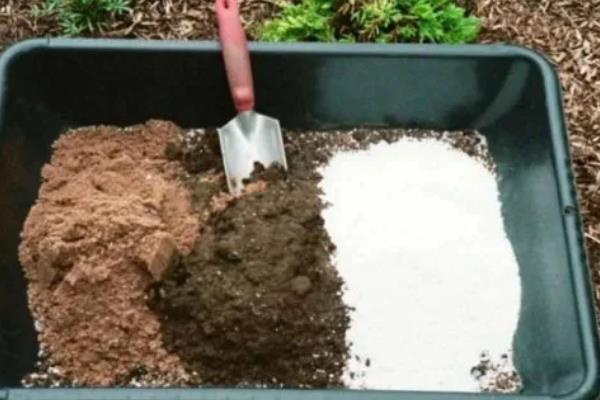 金樱子适不适合做成盆景，金樱子适合做盆景