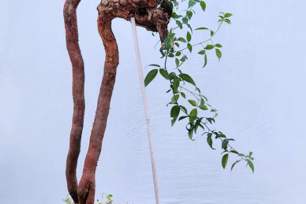 金樱子适不适合做成盆景，金樱子适合做盆景