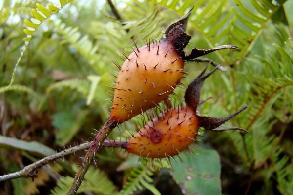 金樱子适不适合做成盆景，金樱子适合做盆景