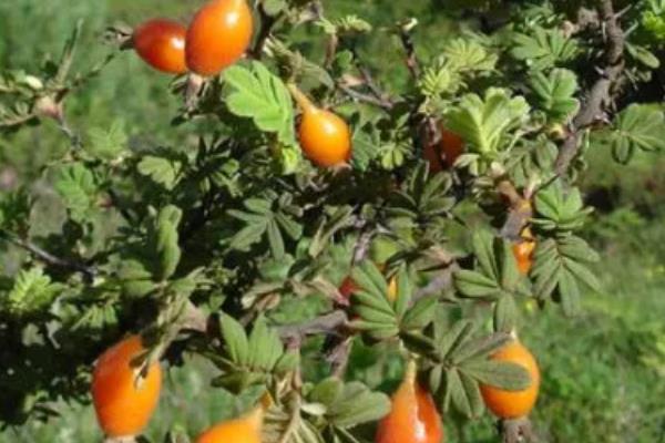 金樱子适不适合做成盆景，金樱子适合做盆景