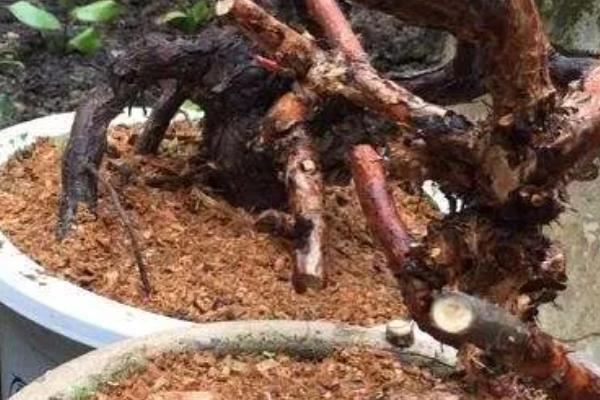 金樱子适不适合做成盆景，金樱子适合做盆景