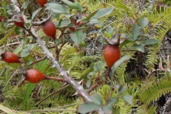 金樱子适不适合做成盆景，金樱子适合做盆景