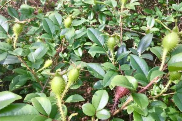 金樱子适不适合做成盆景，金樱子适合做盆景