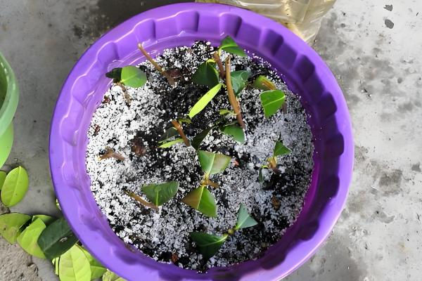 花叶络石能水培吗,是可以进行水培的