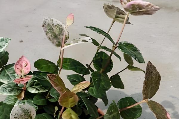 花叶络石能水培吗,是可以进行水培的