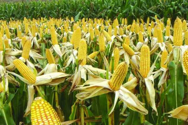 显丰606玉米种简介,种植密度每亩4000-4500株