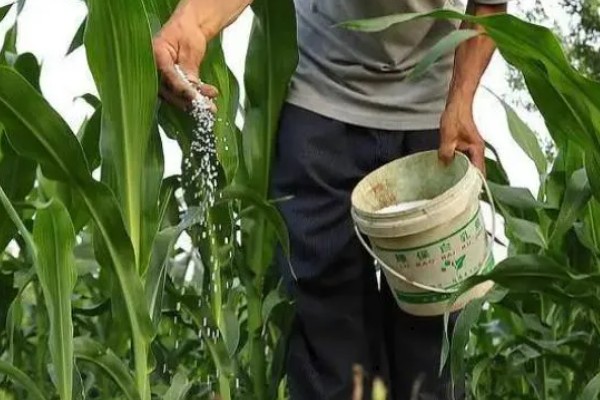 显丰606玉米种简介,种植密度每亩4000-4500株