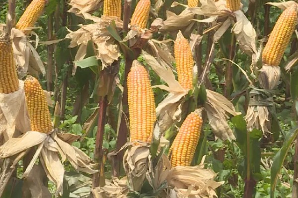 显丰606玉米种简介,种植密度每亩4000-4500株