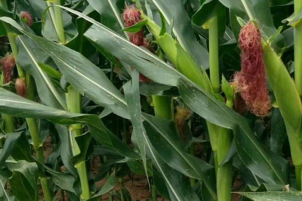 显丰606玉米种简介,种植密度每亩4000-4500株