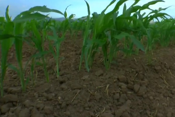 显丰606玉米种简介,种植密度每亩4000-4500株