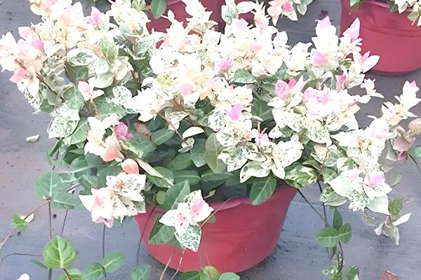 花叶络石能水培吗,是可以进行水培的