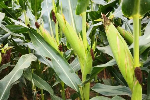 显丰606玉米种简介,种植密度每亩4000-4500株