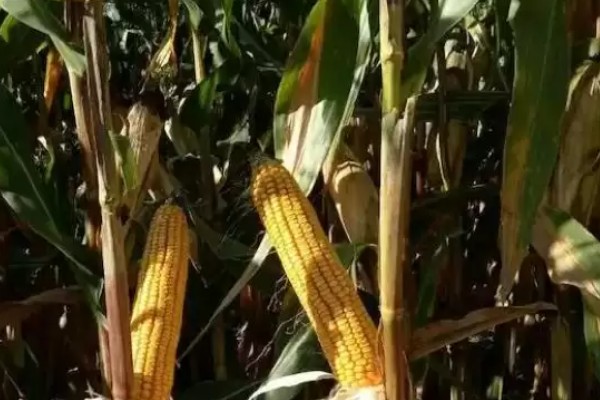 显丰606玉米种简介,种植密度每亩4000-4500株