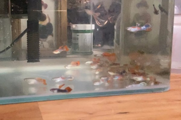 孔雀鱼一直在缸底的原因,生病、水质差、温度过低都会引起