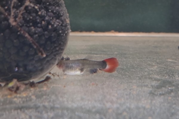 孔雀鱼一直在缸底的原因,生病、水质差、温度过低都会引起