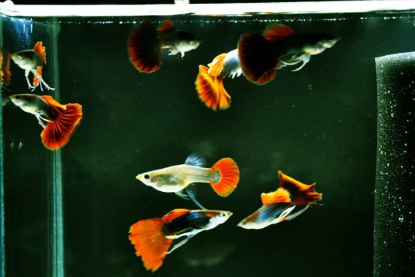 孔雀鱼一直在缸底的原因,生病、水质差、温度过低都会引起