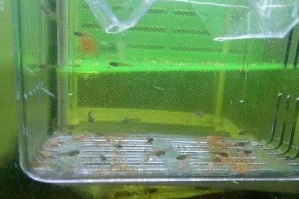 孔雀鱼一直在缸底的原因,生病、水质差、温度过低都会引起