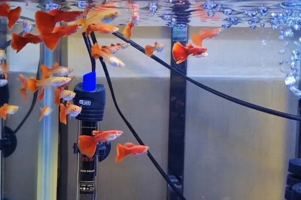 孔雀鱼一直在缸底的原因,生病、水质差、温度过低都会引起
