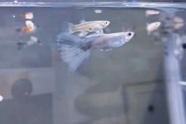 孔雀鱼一直在缸底的原因,生病、水质差、温度过低都会引起