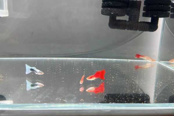 孔雀鱼一直在缸底的原因,生病、水质差、温度过低都会引起