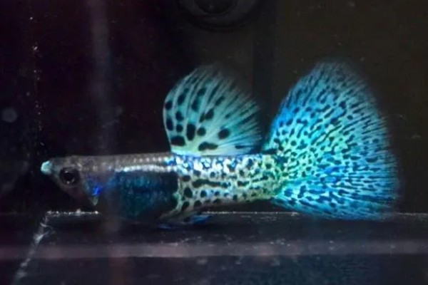 孔雀鱼一直在缸底的原因,生病、水质差、温度过低都会引起