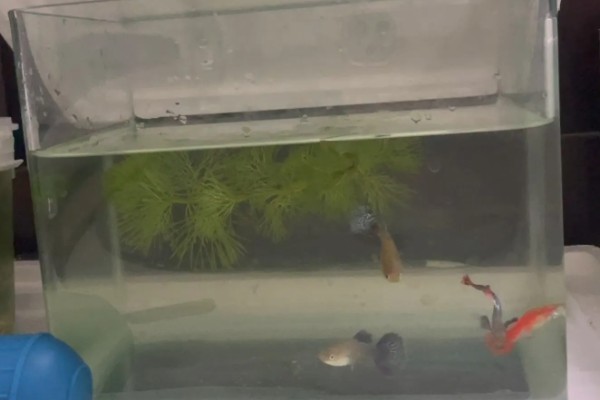 孔雀鱼一直在缸底的原因,生病、水质差、温度过低都会引起