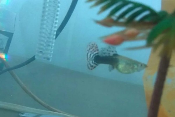 孔雀鱼一直在缸底的原因,生病、水质差、温度过低都会引起