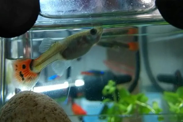 孔雀鱼一直在缸底的原因,生病、水质差、温度过低都会引起