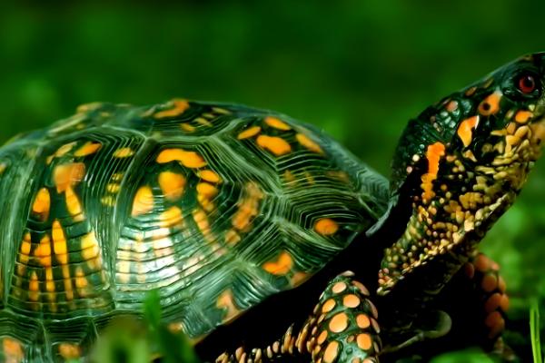 巴西彩龟简介，是常见的一种淡水龟类