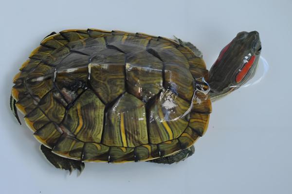 巴西彩龟简介，是常见的一种淡水龟类