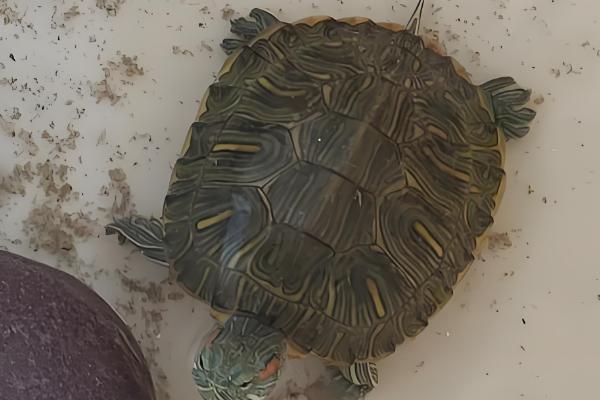 巴西彩龟简介，是常见的一种淡水龟类