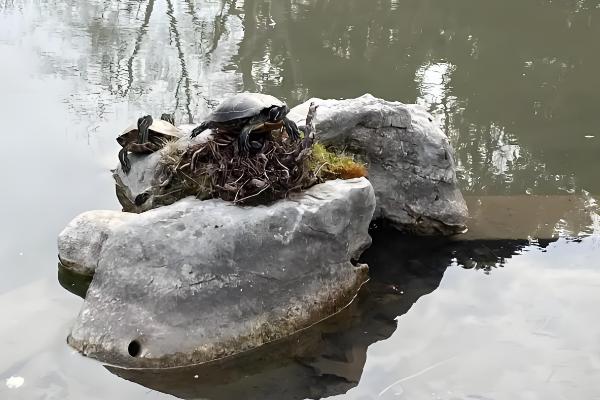 巴西彩龟简介，是常见的一种淡水龟类