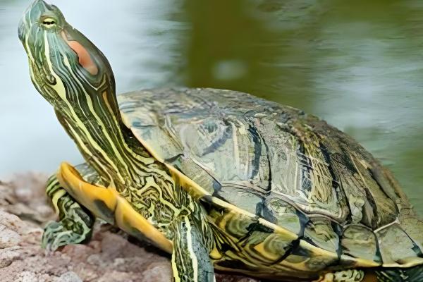 巴西彩龟简介，是常见的一种淡水龟类