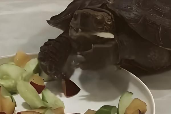 巴西彩龟简介，是常见的一种淡水龟类