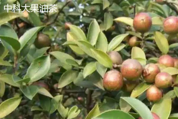 油茶树苗怎么种植,栽培后每隔3-5天浇一次水