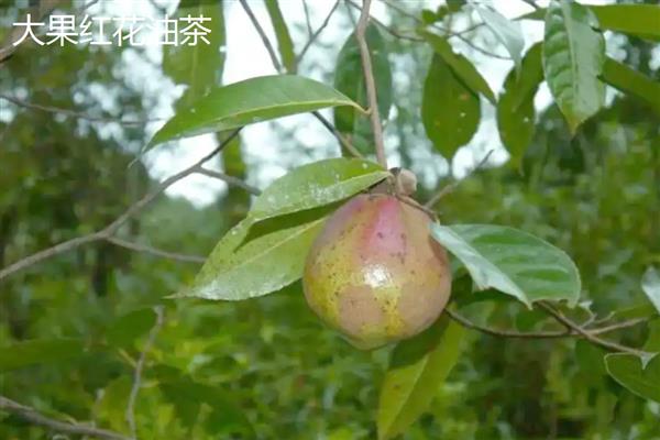 油茶树苗怎么种植,栽培后每隔3-5天浇一次水